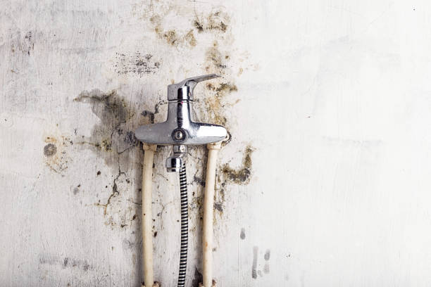Best Black Mold Remediation in Greenwood Lake, NY