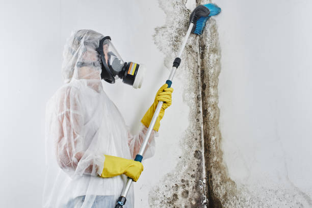 Best HVAC Mold Remediation in Greenwood Lake, NY