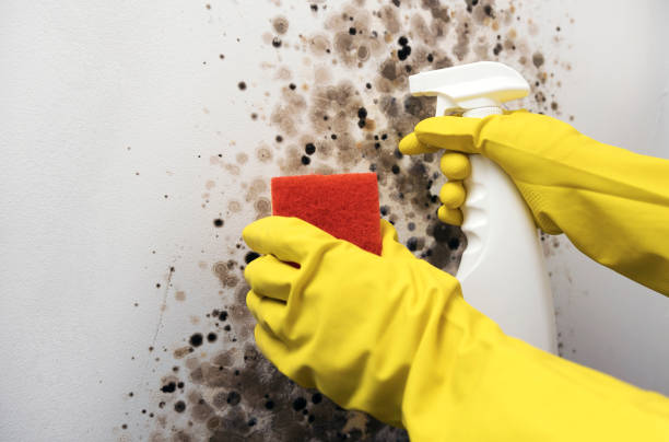 Trusted Greenwood Lake, NY Mold Remediation Experts