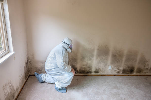 Best Mold Remediation for Specific Building Types in Greenwood Lake, NY