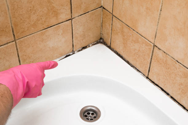 Best Localized Mold Remediation (e.g., coastal areas, humid climates) in Greenwood Lake, NY